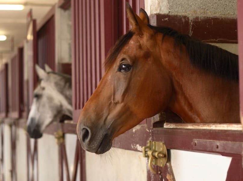 horses in stalls