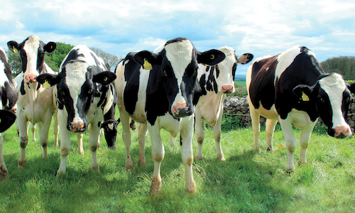 dairy cows standing in a field