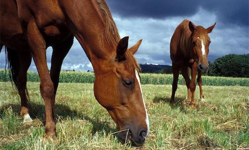 2 horses