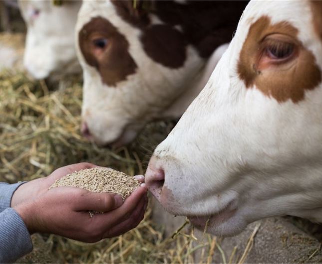 cow feeding out of a hand