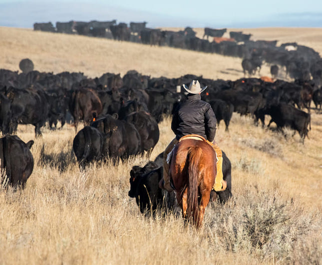 cattle drive